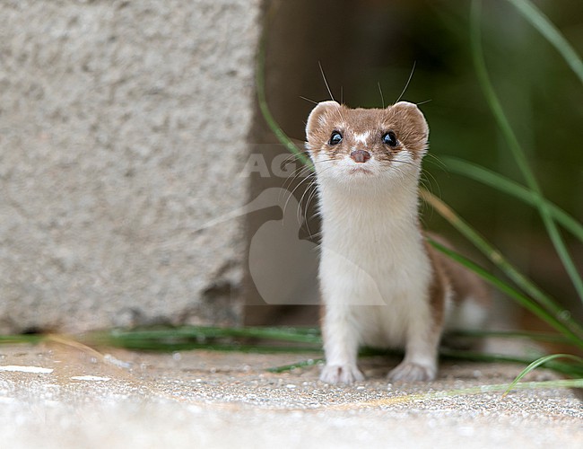 Least Weasel, Mustela nivalis, in Spain. stock-image by Agami/Dani Lopez-Velasco,
