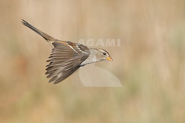 Immature
Santa Barbara Co., CA
November 2021 stock-image by Agami/Brian E Small,