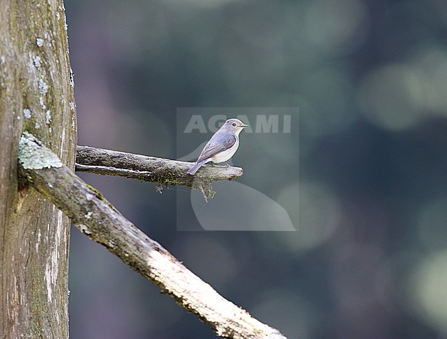Ultramarine Flycatcher (Ficedula superciliaris) in the Liddar Valley, Kashmir, India. It breeds in the foothills of the Himalayas and winters in southern India. stock-image by Agami/James Eaton,