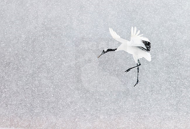 Chinese Kraanvogel vliegend, Red-crowned Crane flying stock-image by Agami/Markus Varesvuo,