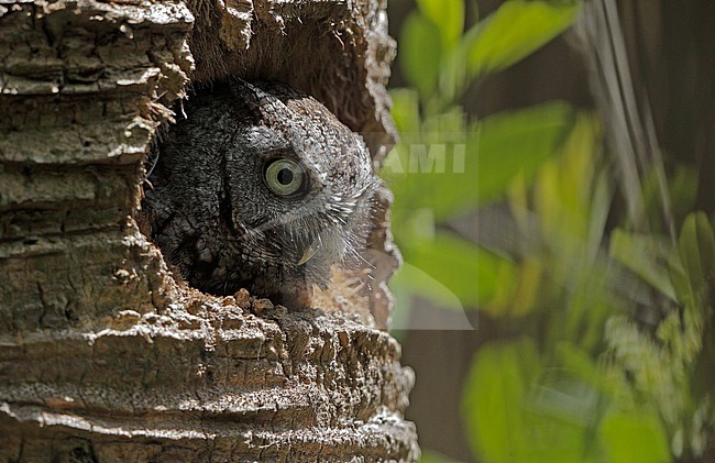 Eastern Screech Owl (Megascops asio) looking out of nesthole in Florida, USA stock-image by Agami/Helge Sorensen,