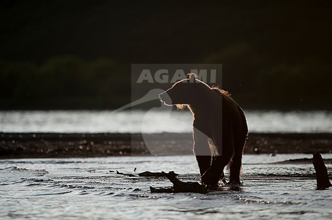Kamtsjatkabeer vissend, Kamchatka Brown Bear fishing stock-image by Agami/Sergey Gorshkov,