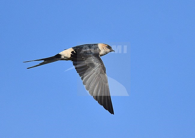 Adult Red-rumped Swallow (Cecropis daurica) in flight during autumn in Portugal. stock-image by Agami/Laurens Steijn,