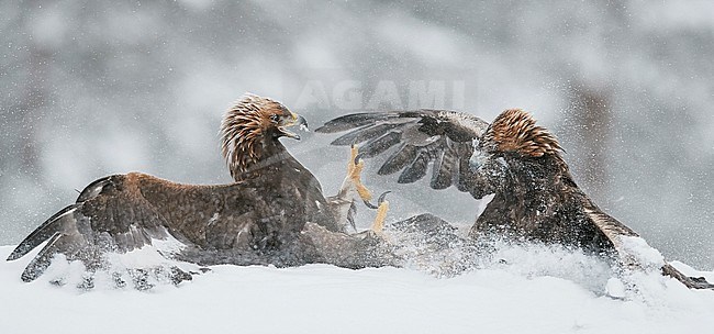 Two Golden Eagles (Aquila chrysaetus) fighting on the ground near Utajärvi in the taiga forest of northern Finland during a cold winter. stock-image by Agami/Markus Varesvuo,