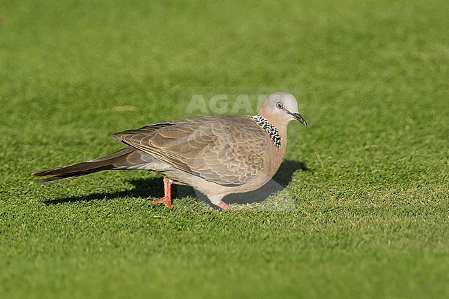 Adult Spotted Dove (Spilopelia chinensis)
Standing on a lawn in Mauna Kea, Hawai
February 2018 stock-image by Agami/Brian E Small,