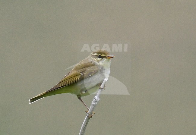 Kamchatka leaf warbler (Phylloscopus examinandus) in Kamtchatka, eastern Russia. stock-image by Agami/Laurens Steijn,