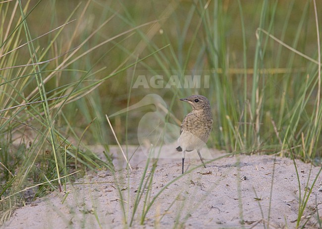 Juveniele Tapuit; Juvenile Northern Wheatear stock-image by Agami/Arie Ouwerkerk,