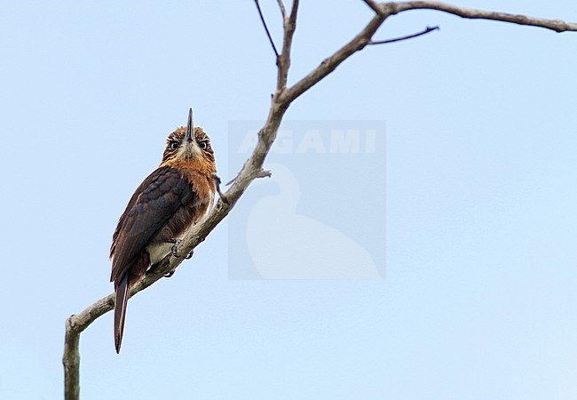 Brown jacamar (Brachygalba lugubris) perched in a tree stock-image by Agami/Pete Morris,