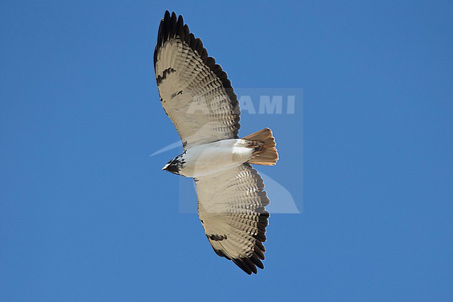 Adult augur buzzard (Buteo augur) flying high in the blue sky abone Harenna Forest in Ethiopia stock-image by Agami/Mathias Putze,