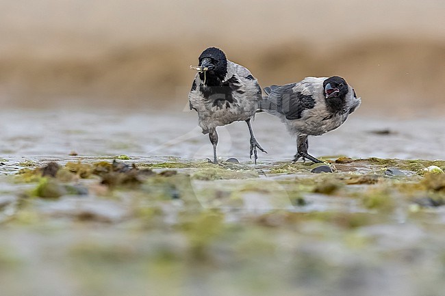 Adult Hooded Crow (Covrus cornix cornix) sitting on mudflat in Ireland stock-image by Agami/Vincent Legrand,