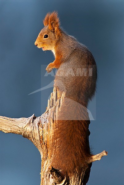 Red Squirrel (Sciurus vulgaris) stock-image by Agami/Bence Mate,