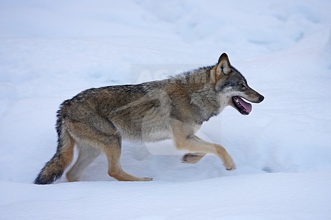 Wolf in de winter; Grey Wolf in the winter stock-image by Agami/Jari Peltomäki,