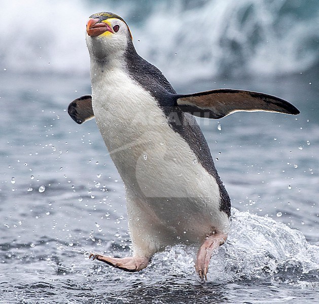Royal Penguin (Eudyptes schlegeli) on Macquarie islands, Australia. Running on to the beach. stock-image by Agami/Marc Guyt,