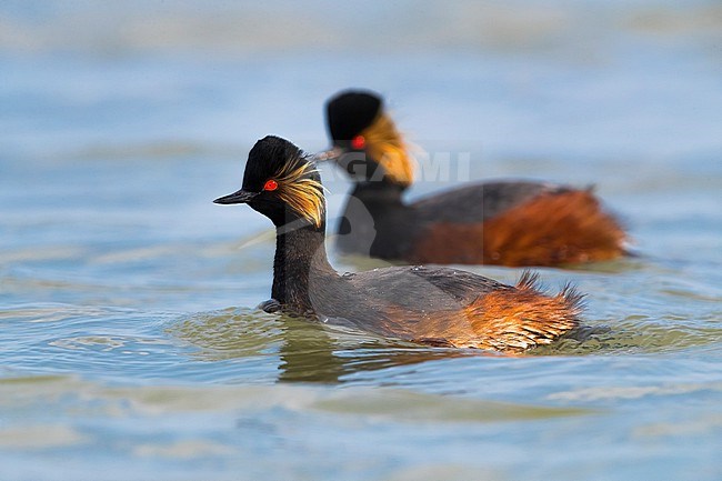 Black-necked grebe, Podiceps nigricollis,  in Italy. Pair of grebes in breeding plumage together swimming. stock-image by Agami/Daniele Occhiato,