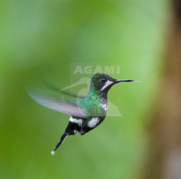 Groene Draadkolibrie in de vlucht; Green Thorntail in flight stock-image by Agami/Marc Guyt,