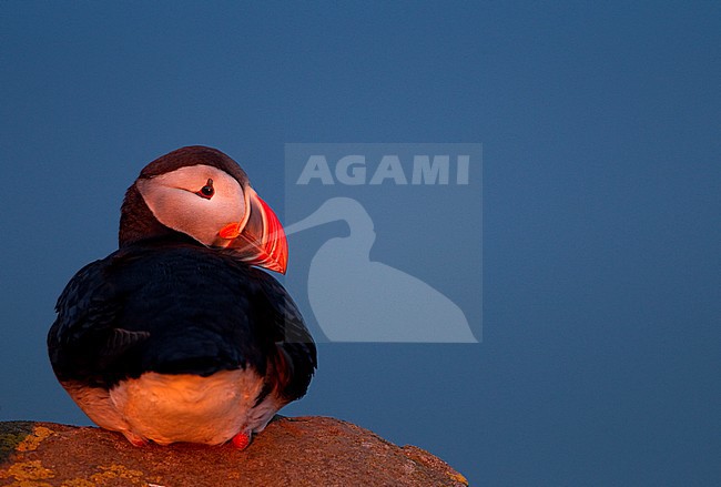 Papegaaiduiker, Atlantic Puffin stock-image by Agami/Danny Green,