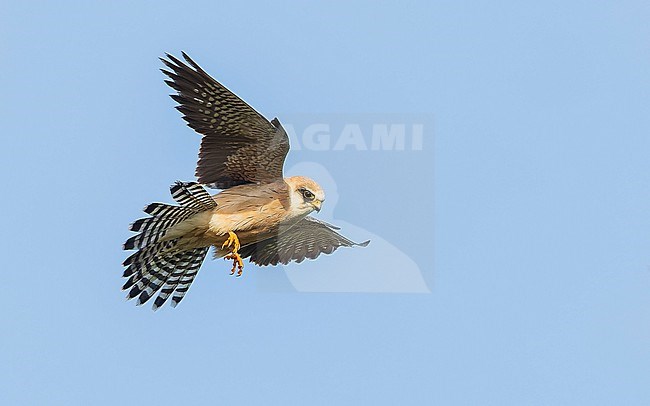 Red-footed falcon (Falco vespertinus) on the hunt for Common cockchafers (Melolontha melolontha). Female Red-footed Falcon, second calenderyear (2cy/2kj). Hovering. stock-image by Agami/Lennart Verheuvel,
