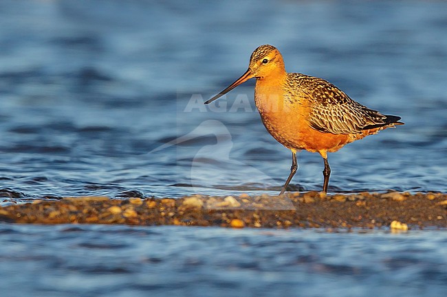 Bar-tailed Godwit (Limosa lapponica) feeding along a river in Nome, Alaska. stock-image by Agami/Glenn Bartley,