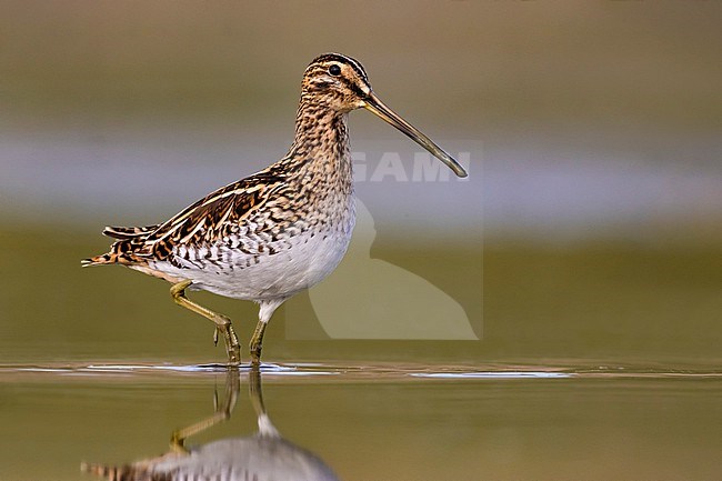 Common Snipe (Gallinago gallinago) in Italy. stock-image by Agami/Daniele Occhiato,