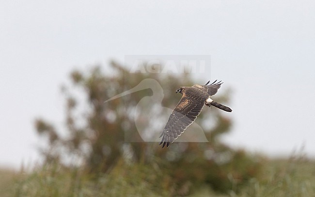 Juvenile female Montagu's Harrier (Circus pygargus) in flight over meadow during migration at Falsterbo, Scania, Sweden stock-image by Agami/Helge Sorensen,