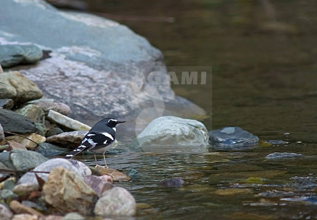 Slaty-backed forktail standing in river; Grijsmantelvorkstaart staand in rivier stock-image by Agami/Marc Guyt,