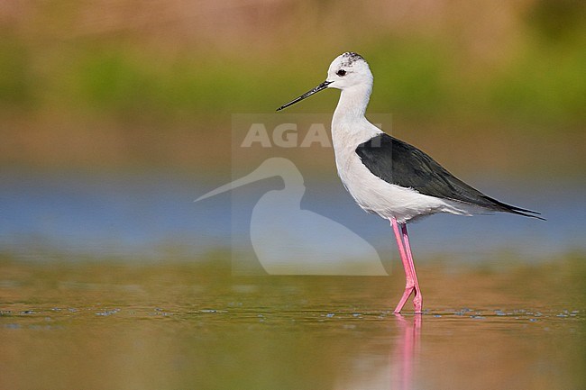 Black-winged Stilt (Himantopus himantopus), side view of an adult male standing in the water, Campania, Italy stock-image by Agami/Saverio Gatto,