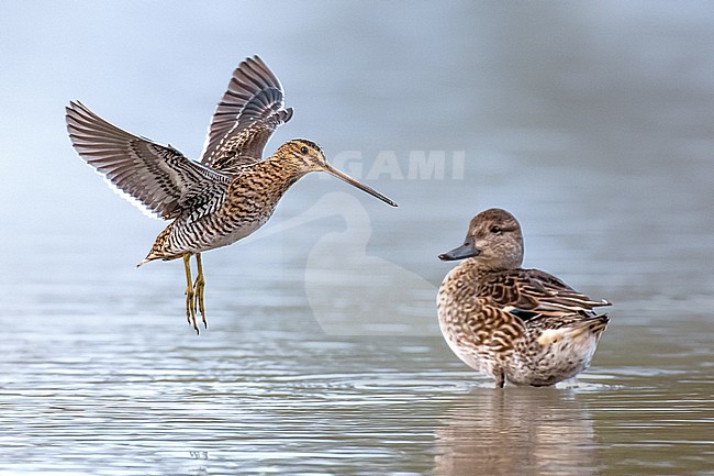 Common Snipe (Gallinago gallinago) stock-image by Agami/Daniele Occhiato,