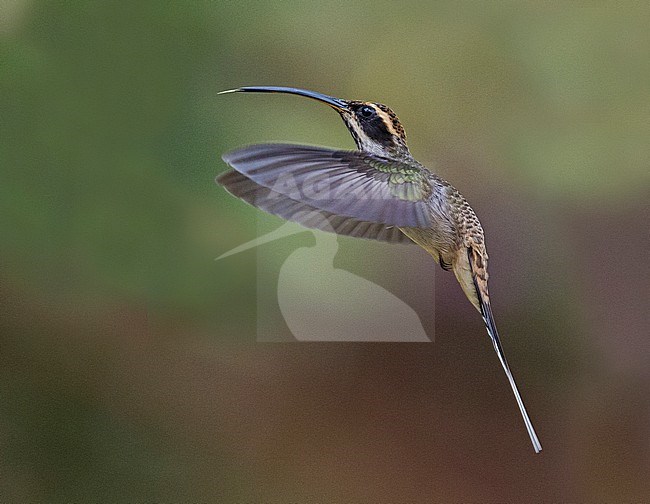 Scale-throated Hermit, Phaethornis eurynome eurynome, in flight hovering with tongue extended stock-image by Agami/Andy & Gill Swash ,