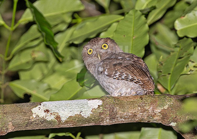 Choco screech owl, Megascops centralis, in Panama. stock-image by Agami/Pete Morris,