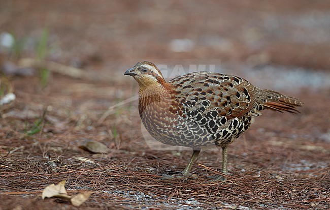Mountain Bamboo Partridge (Bambusicola fytchii) walking in roadside at Doi Lang, Thailand stock-image by Agami/Helge Sorensen,