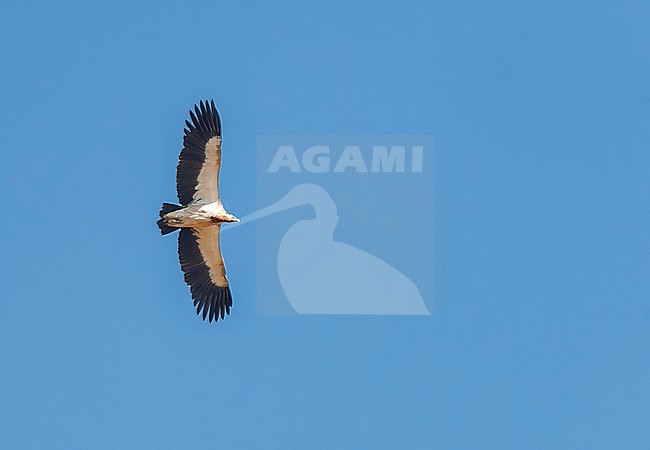 Adult Himalayan Griffon Vulture, Gyps himalayensis, soaring overhead. stock-image by Agami/Marc Guyt,