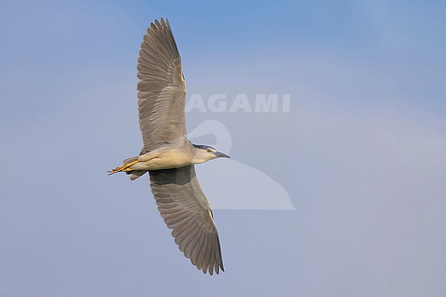 Adult Black-crowned Night Heron, Nycticorax nycticorax, in Italy. stock-image by Agami/Daniele Occhiato,