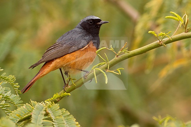 Codirosso spazzacamino; Black Redstart; Phoenicurus ochruros phoenicuroides stock-image by Agami/Daniele Occhiato,