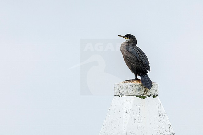 Immature European Shag (Phalacrocorax aristotelis aristotelis) on Vlieland, Netherlands. stock-image by Agami/Marc Guyt,