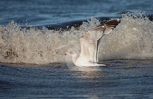 Second-winter European Herring Gull (Larus argentatus) swimming in the north sea off the coast of Katwijk in the Netherlands. Taking off for an upcoming breaking wave. stock-image by Agami/Marc Guyt,