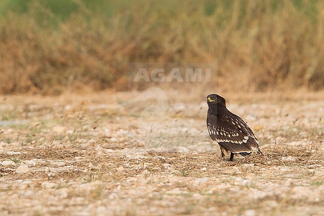 Greater Spotted Eagle - Schelladler - Aquila clanga, Oman, 1st cy stock-image by Agami/Ralph Martin,