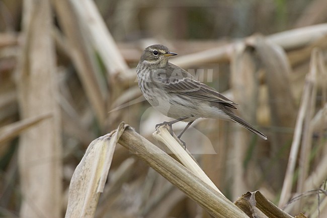 Water Pipit perched; Waterpieper zittend stock-image by Agami/Daniele Occhiato,
