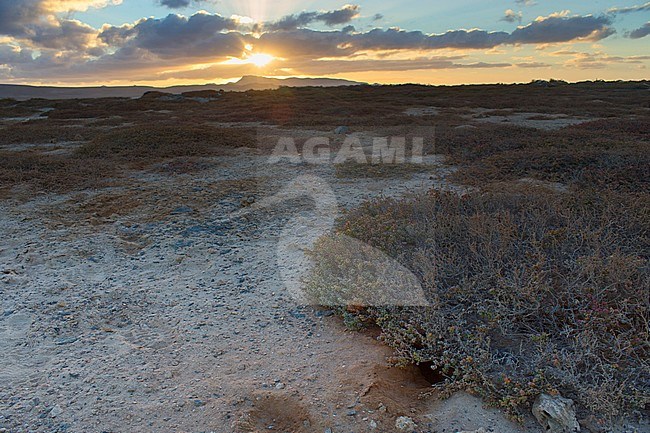 White-faced Storm Petrel's nest, dusk, Ilhéu dos Pássaros, Boavista, Cape Verde stock-image by Agami/Saverio Gatto,