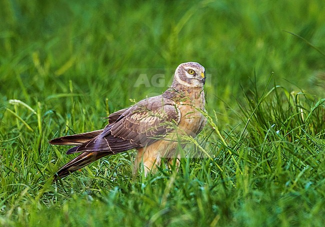 2nd year male Pallid Harrier stay for a while on the same field in OthÃ©e, Belgium during spring migration. stock-image by Agami/Vincent Legrand,