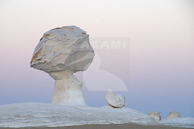  stock-image by Agami/Rob Riemer,