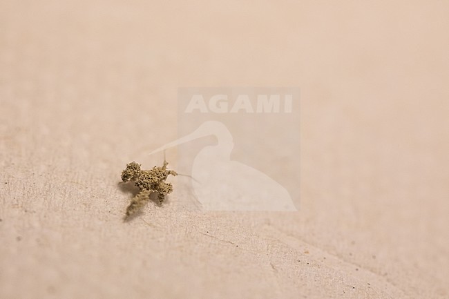 Reduvius personatus - Masked hunter - Staubwanze, Germany, nymph stock-image by Agami/Ralph Martin,