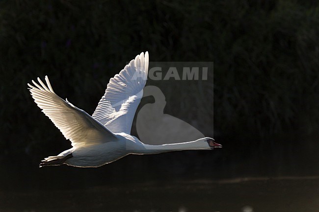 Laag boven het water vliegende Knobbelzwaan in tegenlicht. Backlit Mute Swan flying low over water. stock-image by Agami/Ran Schols,