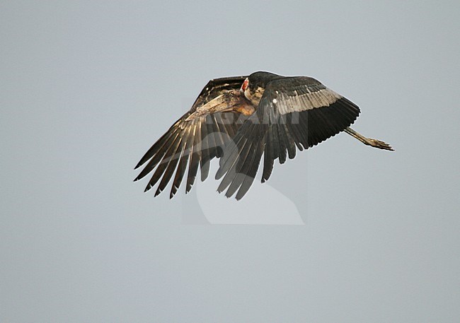 Greater Adjutant (Leptoptilos dubius), an endangered member of the stork family, Ciconiidae. In flight, seen from the side. stock-image by Agami/James Eaton,