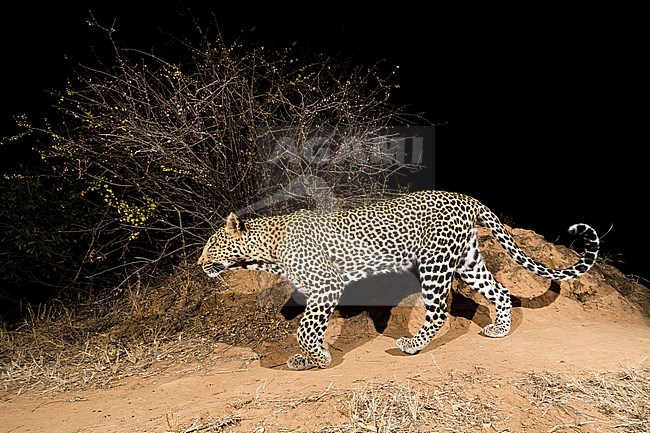 A remote camera trap captures a leopard, Panthera pardus, Kalama Conservancy, Samburu, Kenya. Kenya. stock-image by Agami/Sergio Pitamitz,