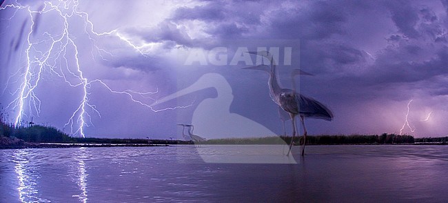 Blauwe Reiger vissend tijdens storm met bliksem; Grey Heron fishing during a thunderstorm stock-image by Agami/Bence Mate,