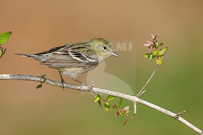 Adult female Bay-breasted Warbler (Setophaga castanea) during spring migration at Galveston County, Texas, USA. Perched on a branch. stock-image by Agami/Brian E Small,