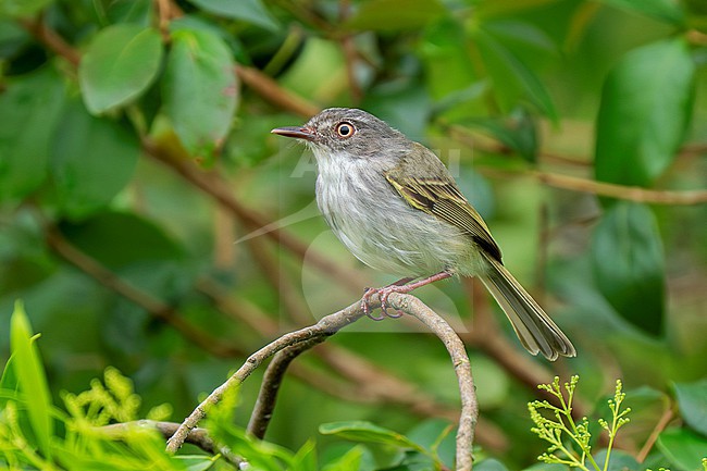Pearly-vented Tody-Tyrant (Hemitriccus margaritaceiventer margaritaceiventer) perched on a thin branch stock-image by Agami/Andy & Gill Swash ,