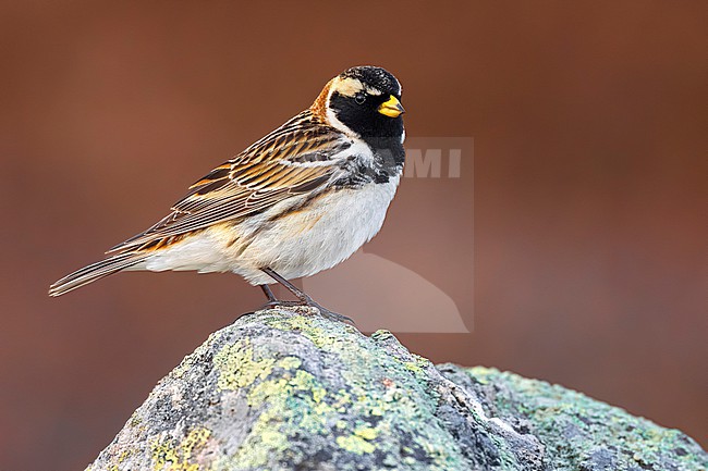 Adult male Lapland Bunting (Calcarius lapponicus) on arctic tundra of Norway. stock-image by Agami/Daniele Occhiato,