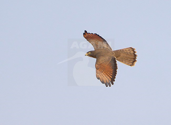 Grasshopper Buzzard, Butastur rufipennis, in West Africa. stock-image by Agami/Dani Lopez-Velasco,