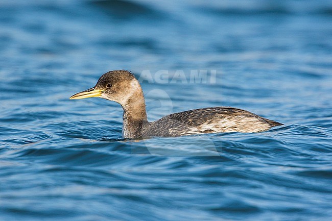 Red-necked Grebe (Podiceps grisegena) swimming in the ocean near Victoria, BC, Canada. stock-image by Agami/Glenn Bartley,